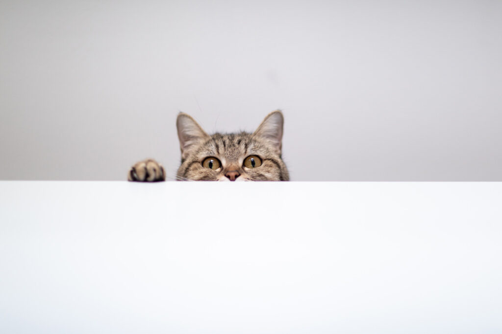 5 dicas que irá fazer seu gato gostar de você!