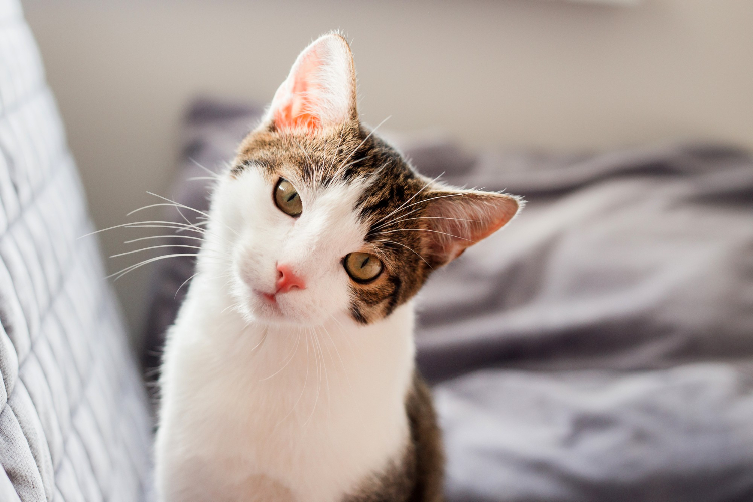Cientistas publicam estudo sobre a presença de psicopatia em gatos