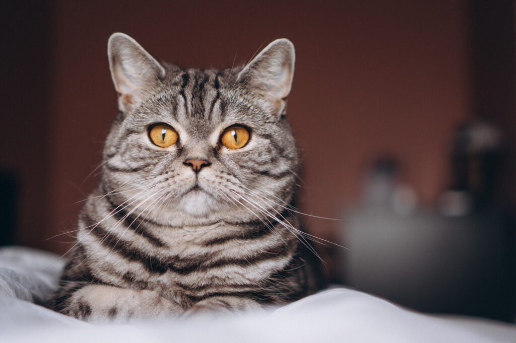 Meu gato é fêmea ou macho? Saiba agora como identificar!