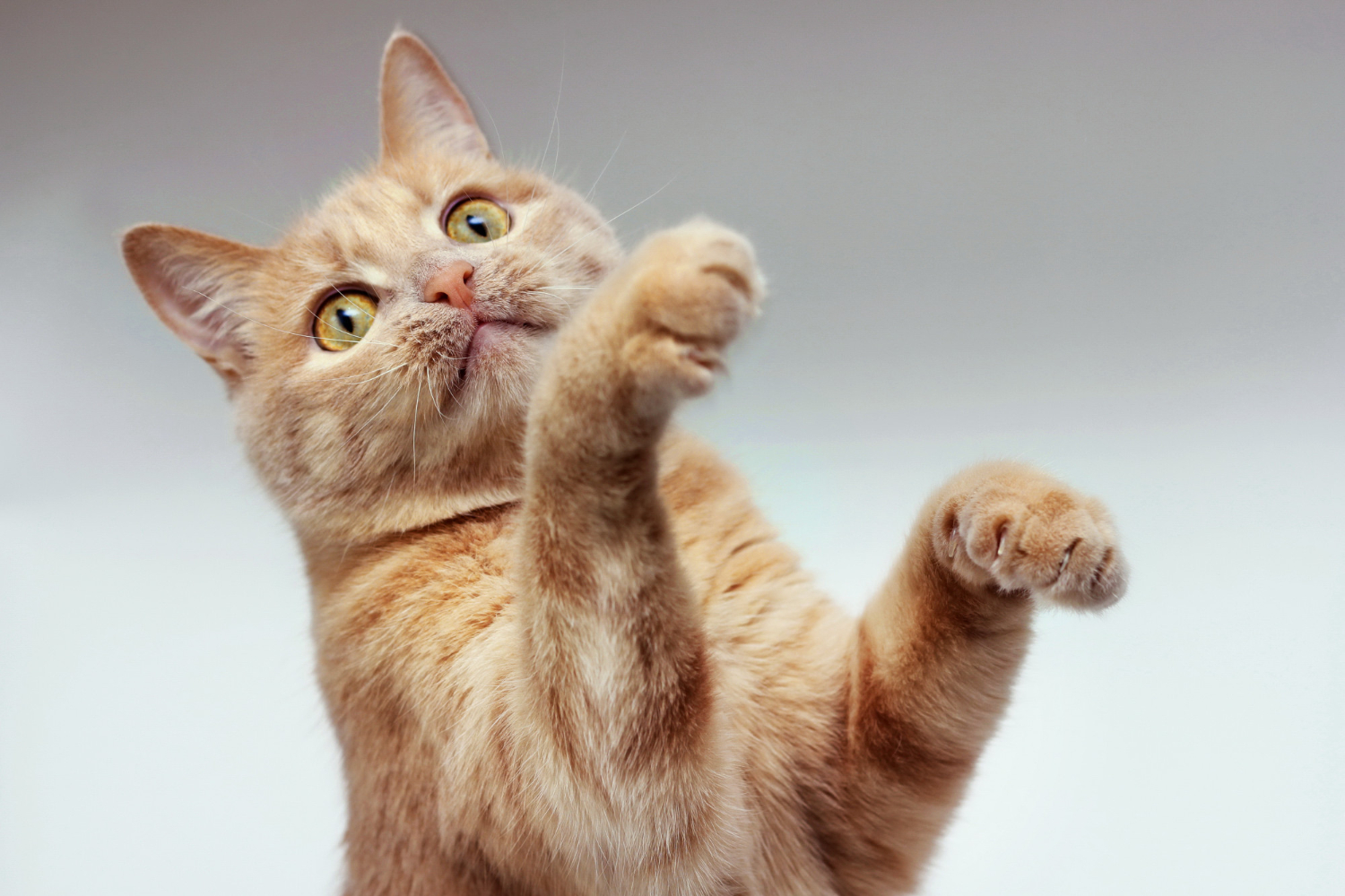 Clorofila faz bem para a saúde dos gatos? Descubra agora!