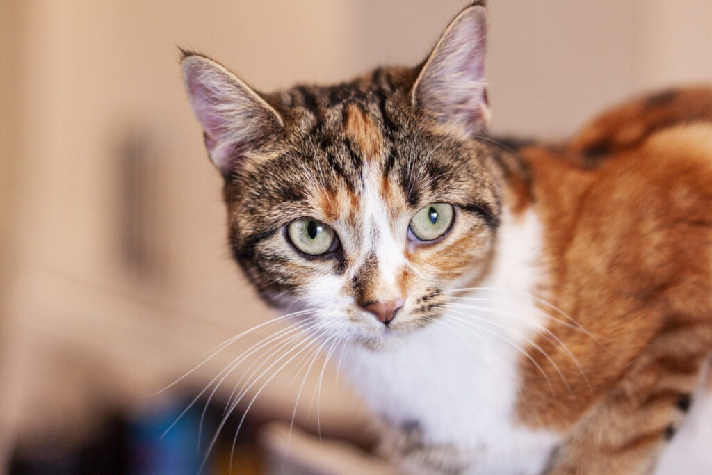 Por que não devo olhar nos olhos do meu gato? Entenda agora o motivo!