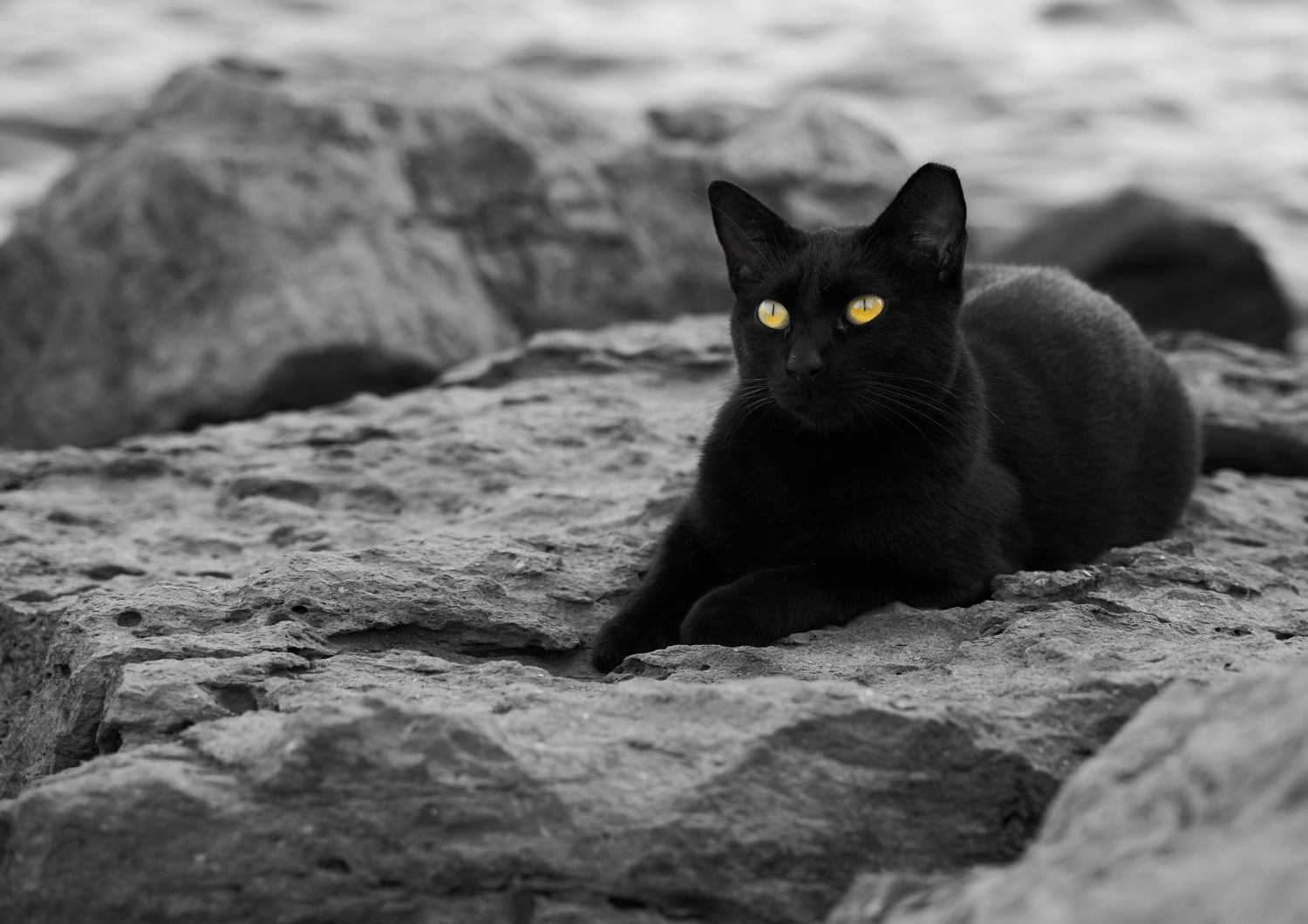 Curiosidades sobre os gatos: por que os olhos brilham no escuro?