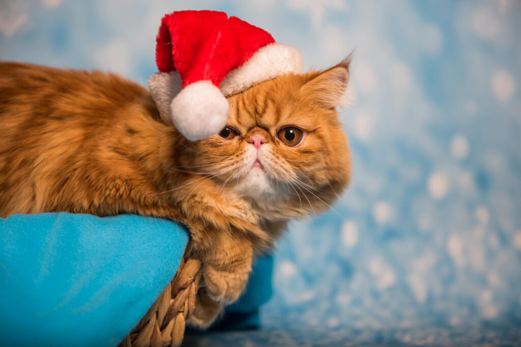 Gato preguiça: Confira as raças de gatos considerados preguiçosos