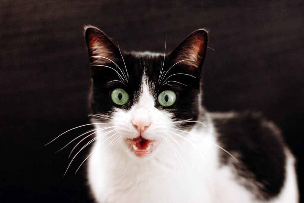 Curiosidade sobre o gato rosnando.