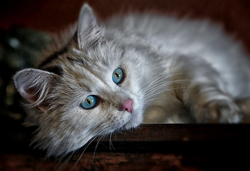 Gato soltando muito pelo, Foto: Pixabay.