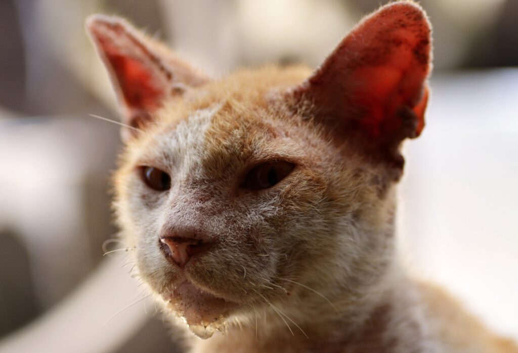 Gato soltando muito pelo, Foto: Pixabay.