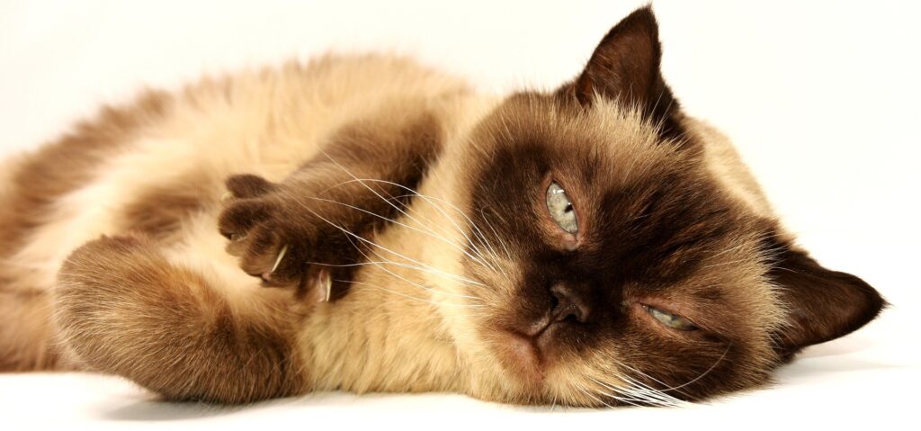 Gato soltando muito pelo, Foto: Pixabay.