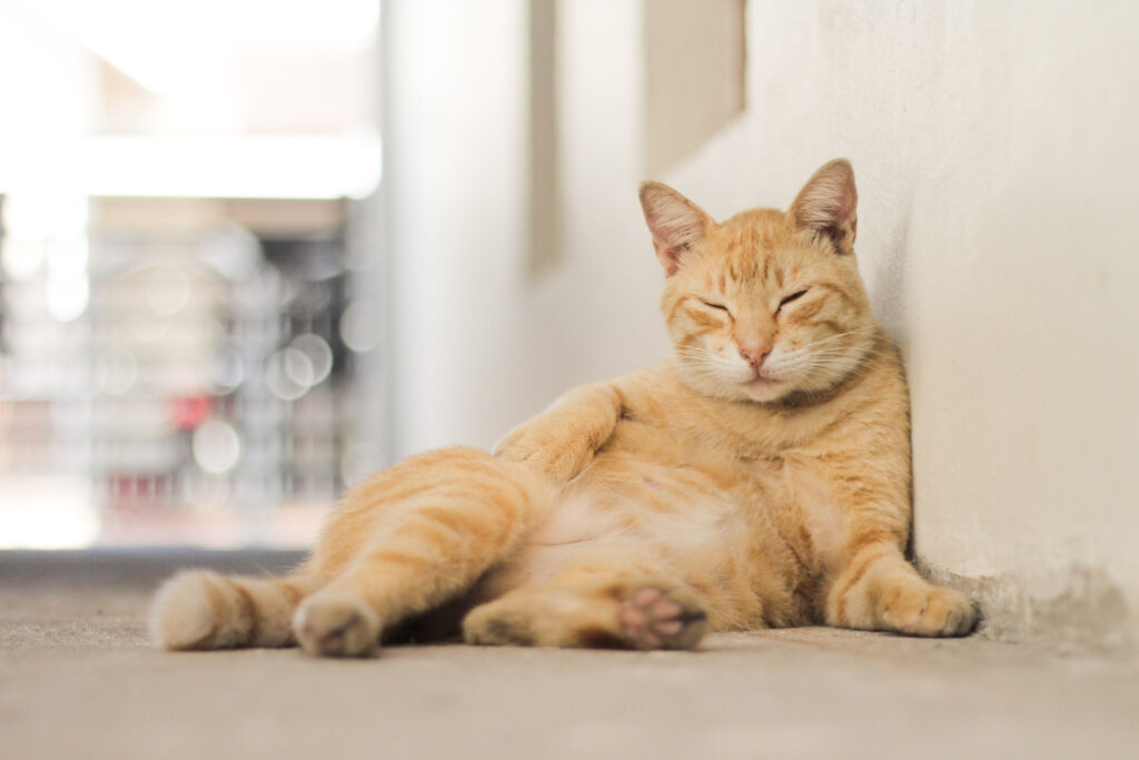 Gato soltando muito pelo