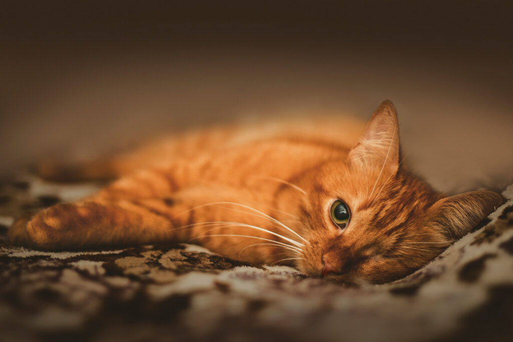 Gatos podem desenvolver depressão. Entenda.
