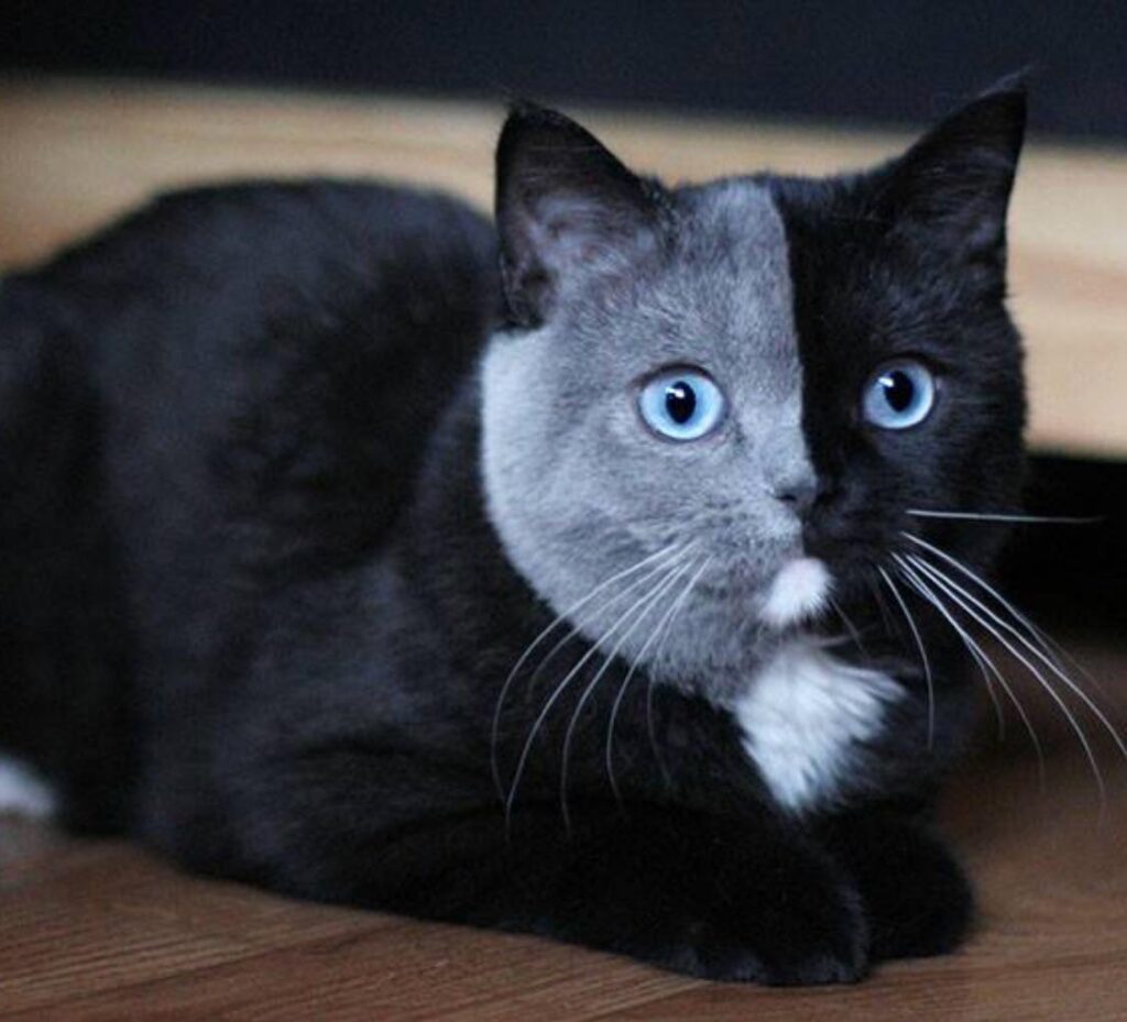 Conheça os diferentes gatos persas e suas características principais