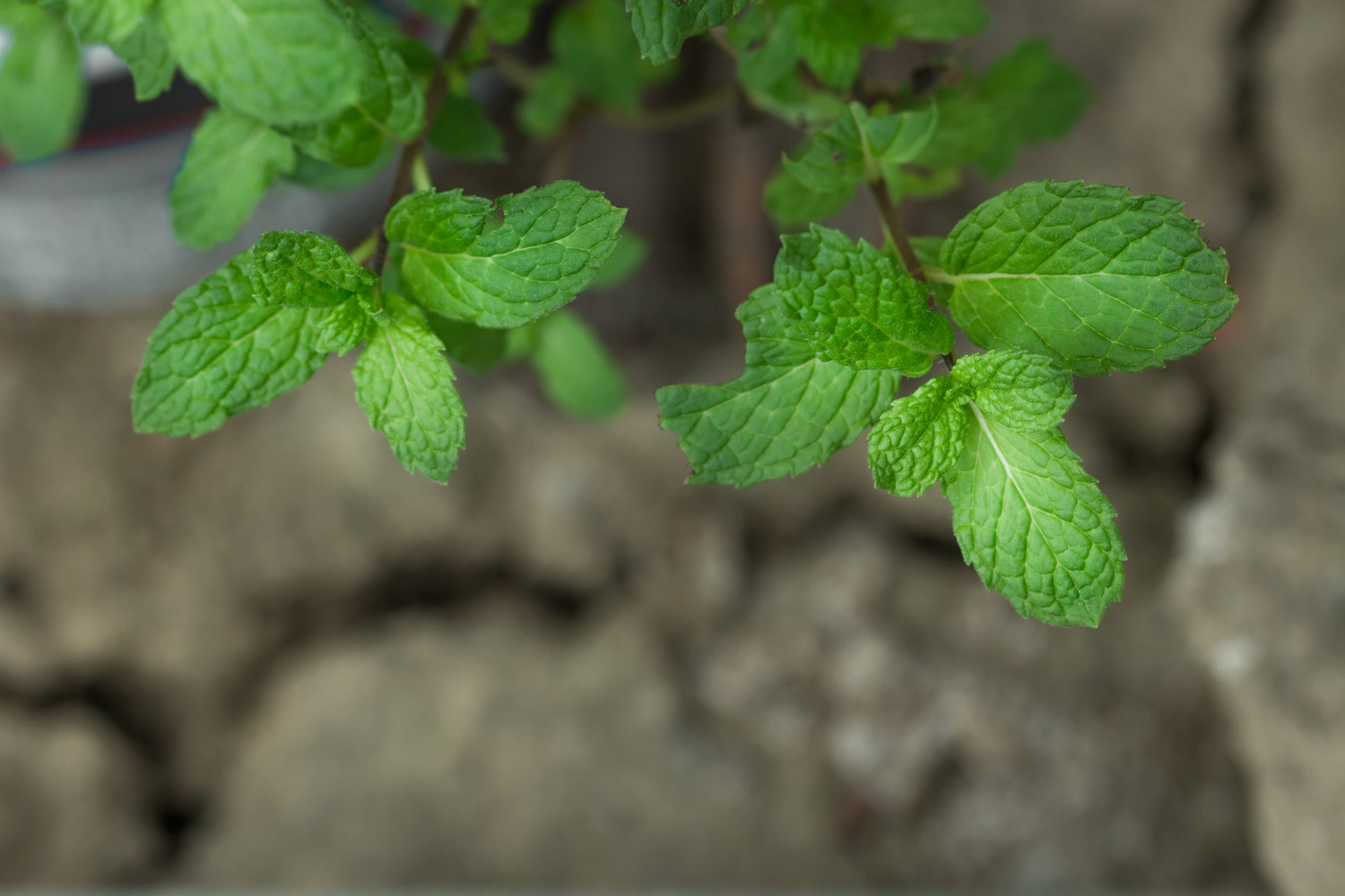 Cultivando hortelã: Aprenda como plantar a erva em 4 passos!