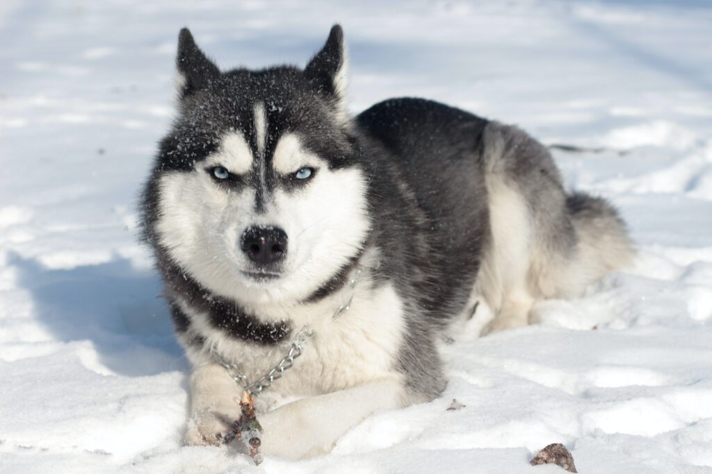 Como cuidar de um Husky Siberiano, Foto: Pexels.