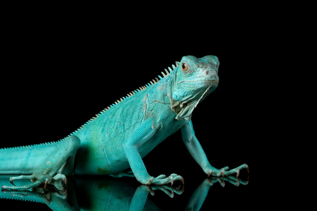 Aprenda como cuidar de uma iguana corretamente