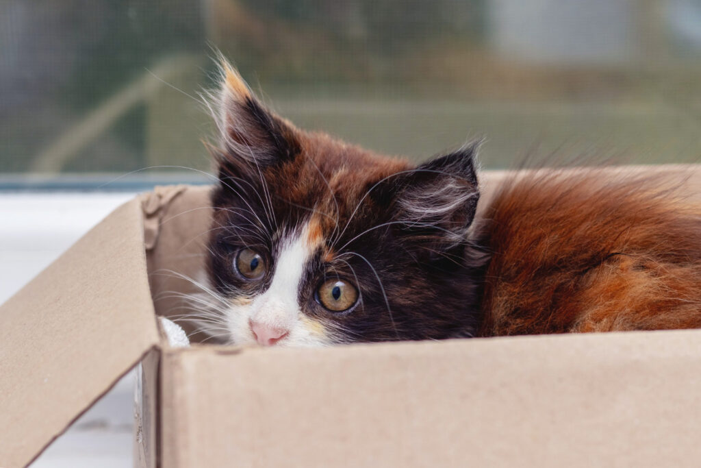 Confira a forma correta de imobilizar seu gato sem machucá-lo