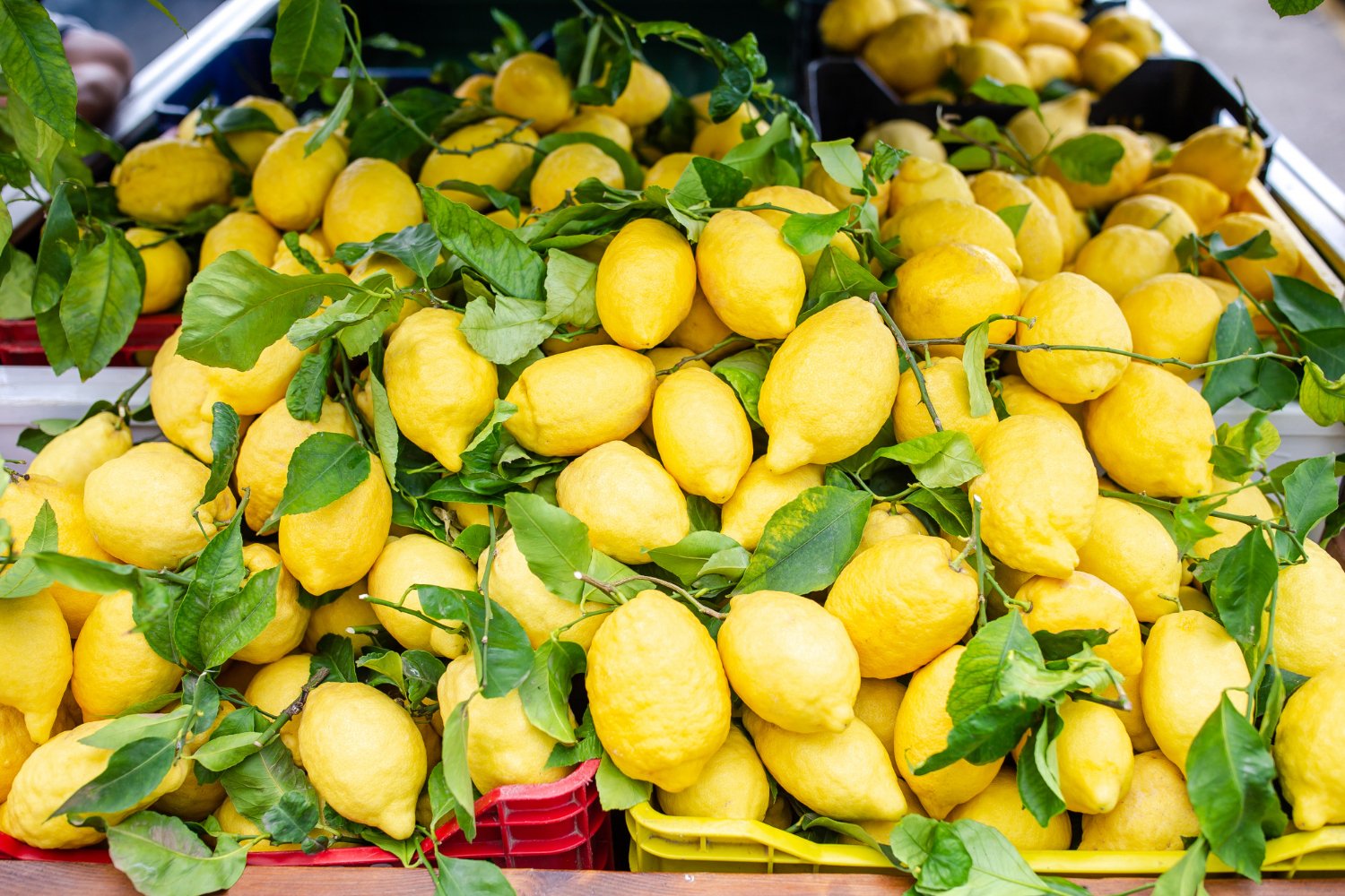 Aprenda como plantar mudas de limão siciliano