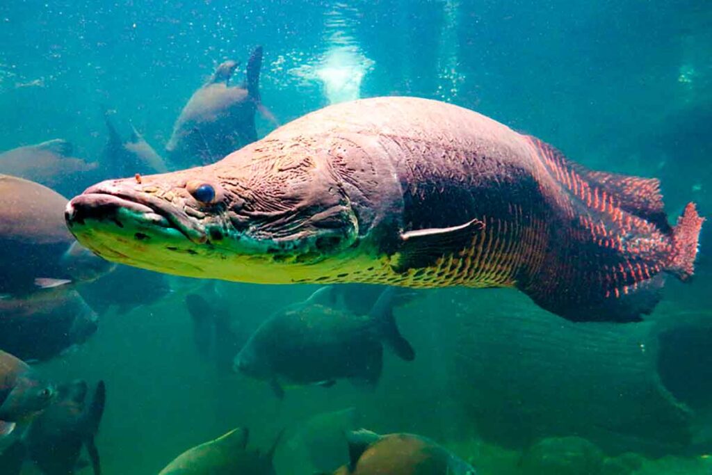 Confira quais são os maiores peixes do Brasil