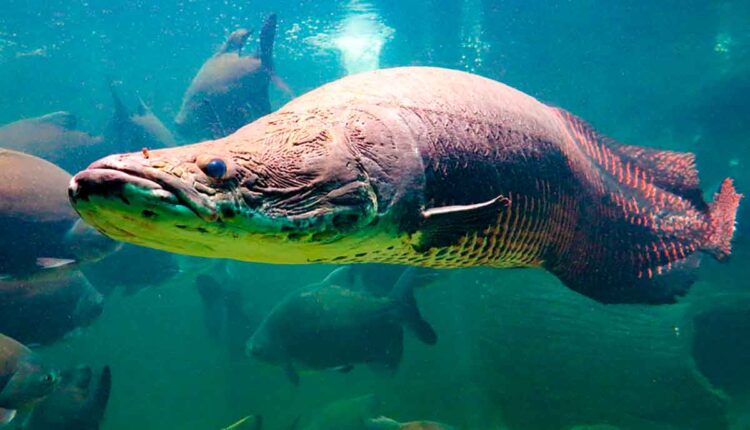 Confira quais são os maiores peixes do Brasil