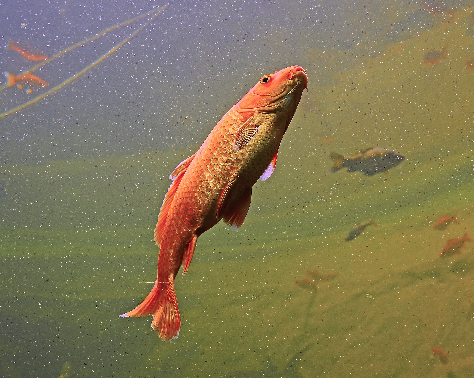 Maiores peixes do Brasil, Foto: Pixabay.