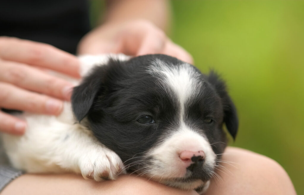 Massoterapia canina: Aprenda a como massagear o seu cãozinho e conheça os benefícios da prática!