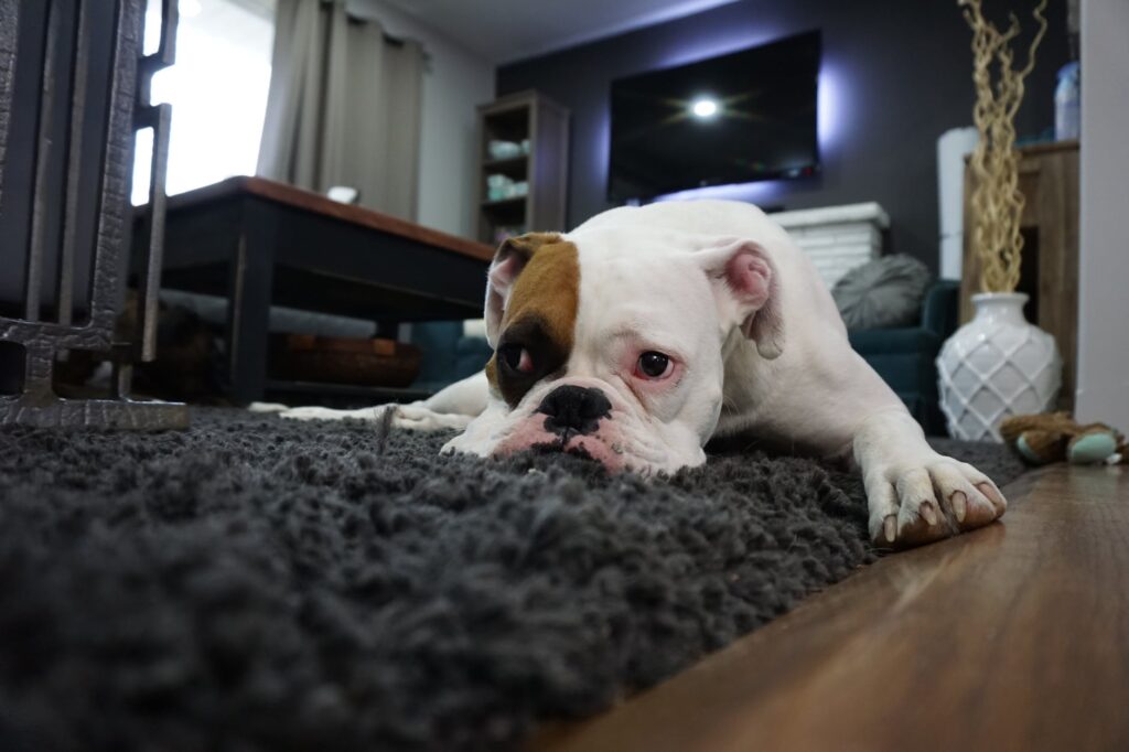 Meu pet está com prisão de ventre, e agora?