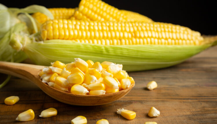 Aprenda a plantar milho para complementar sua alimentação