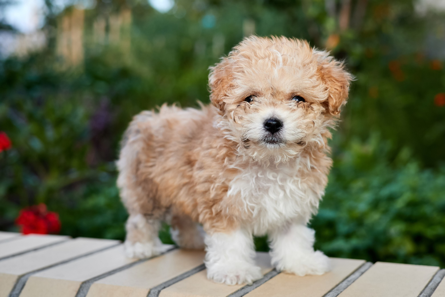 Cachorros mini: veja raças de cachorros “em miniatura”