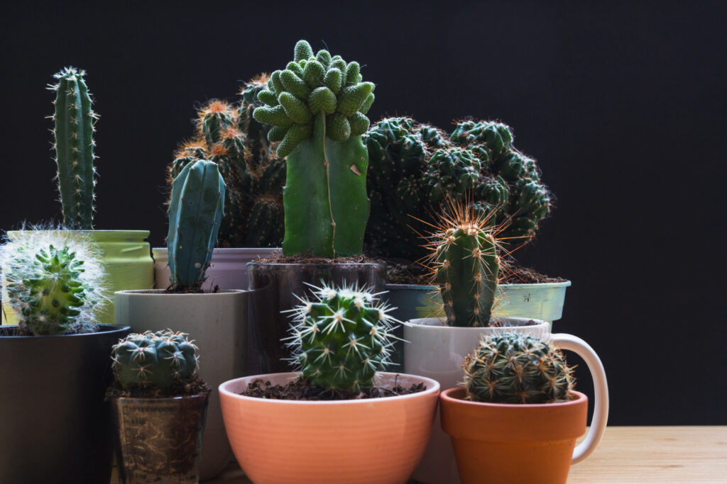 Cultivando Mini Cactos: Aprenda a cuidar esta plantinha que vem ganhando espaço nos lares brasileiros