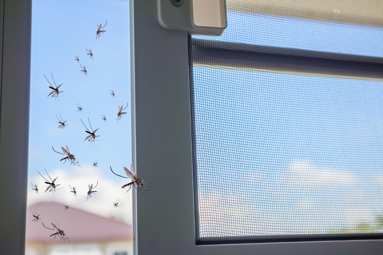 Dicas infalíveis para acabar com a infestação de mosquitinhos no banheiro
