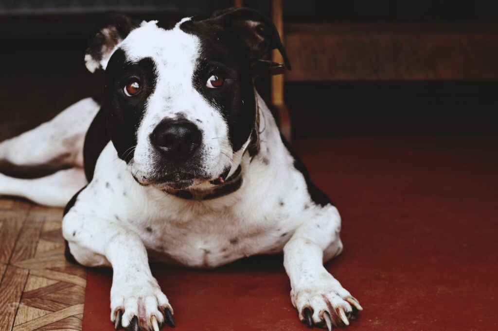 O ar condicionado faz mal ao cachorro?