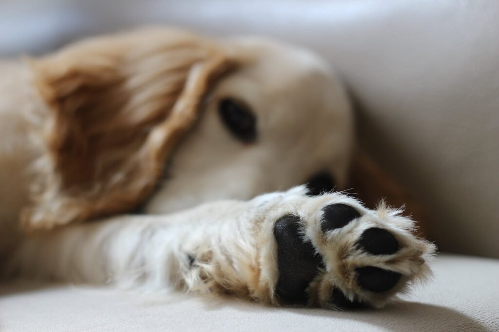 Seu cachorro tem o hábito de lamber a pata? Descubra agora o motivo!