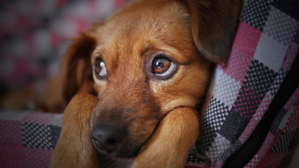 O que fazer com cachorros antissociais, Foto: Pixabay.