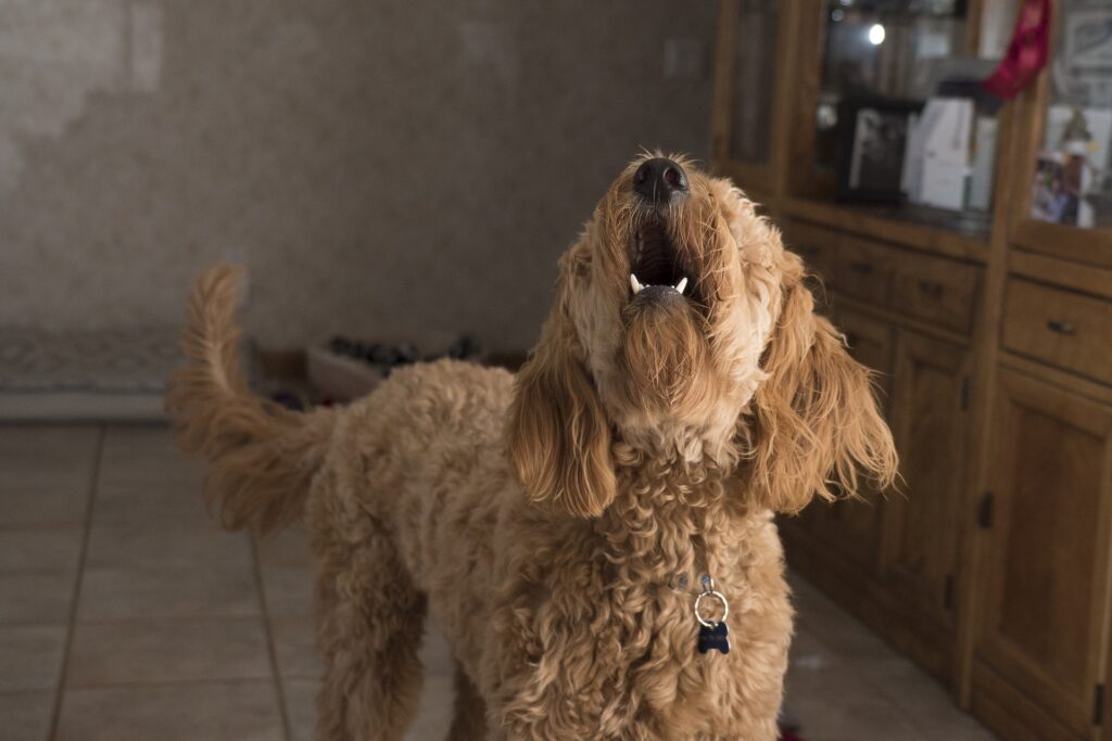 O que fazer com cachorros antissociais, Foto: Pixabay.