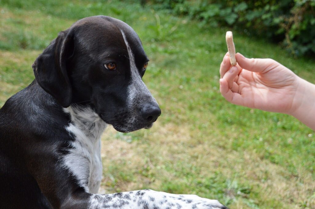 O que fazer com cachorros antissociais, Foto: Pixabay.