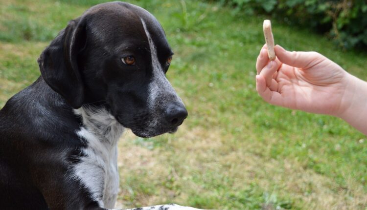 O que fazer com cachorros antissociais, Foto: Pixabay.