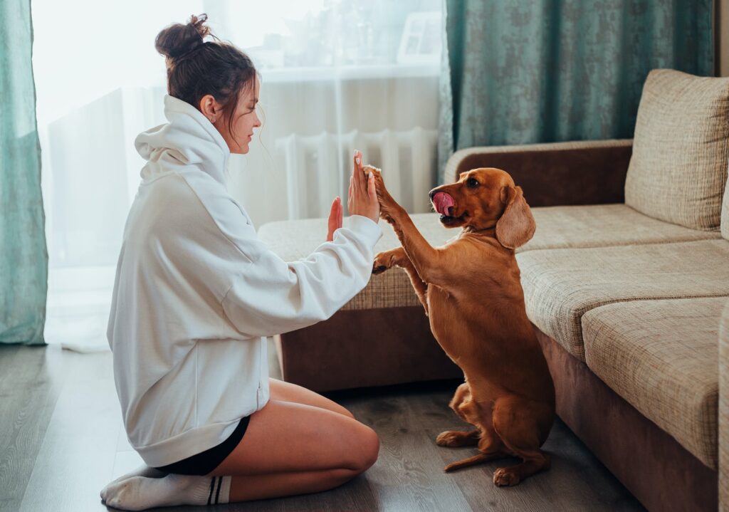 Os cachorros nos entendem muito bem