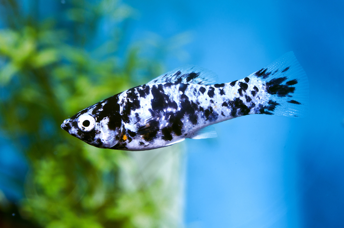 Peixes faxineiros: Conheça as espécies responsáveis por manter os aquários limpos