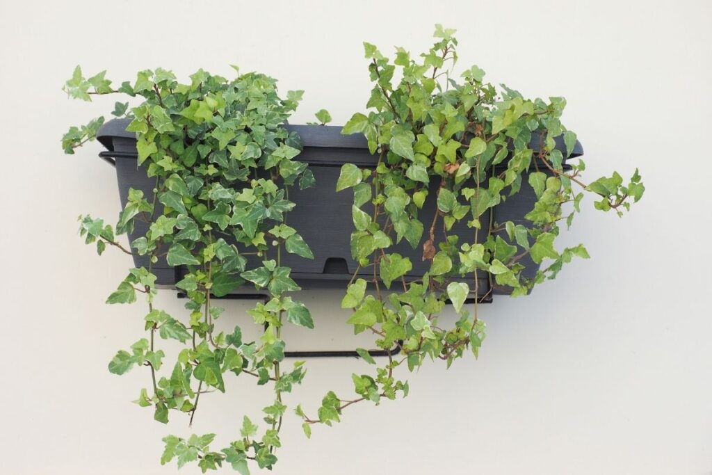 Plantas pendentes: conheça lindos tipos de plantas para pendurar