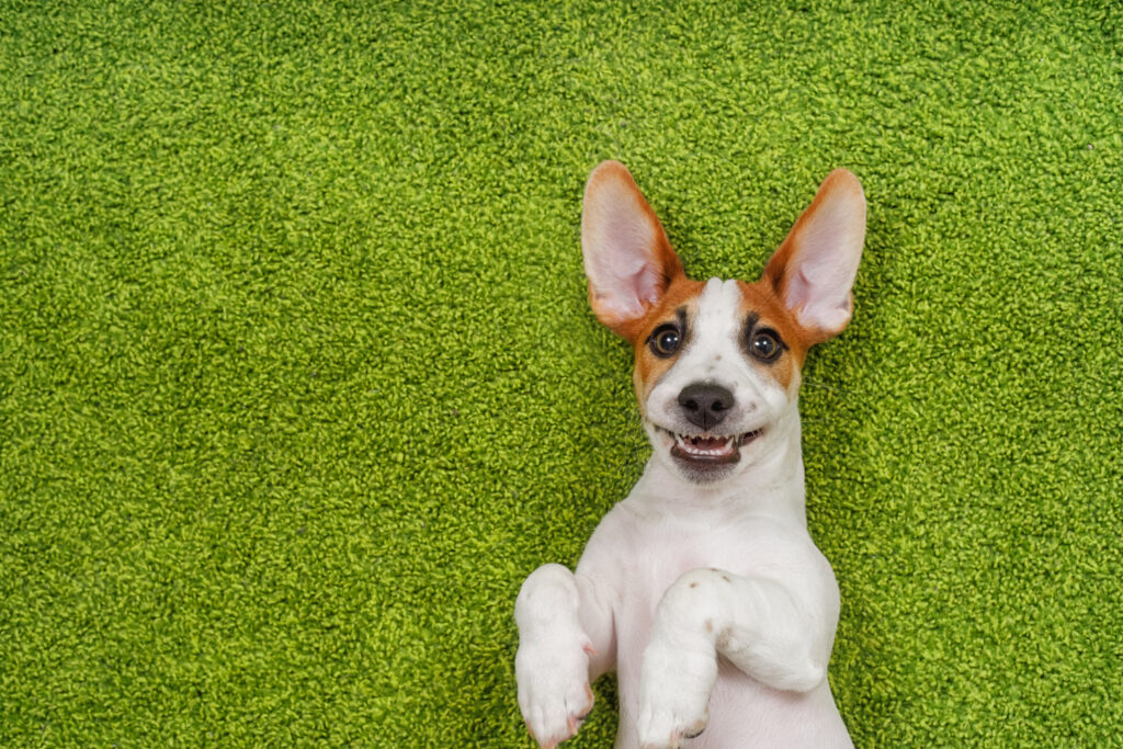 Confira quais são as plantas perigosas para cachorros