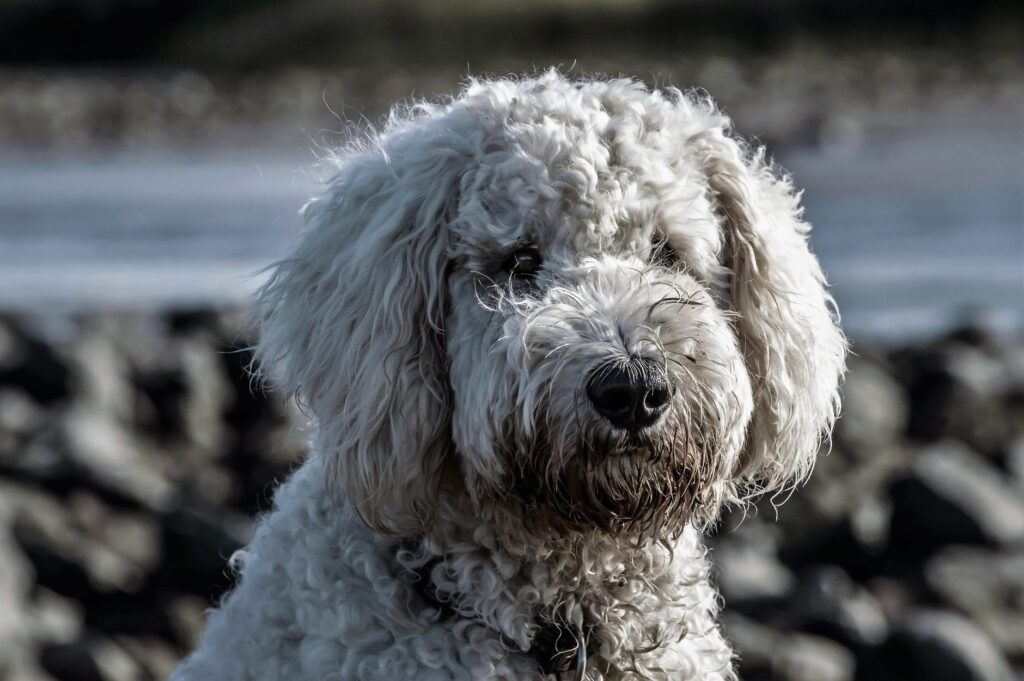 Raças de cães que não soltam pêlo.