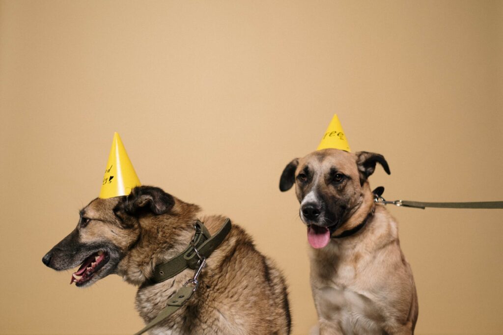 Quais cães vivem vivem mais tempo.