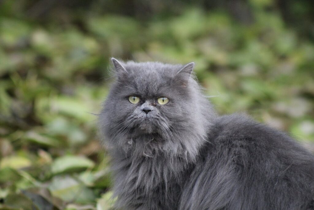 Gatos braquicefálicos: Conheça os cuidados necessários