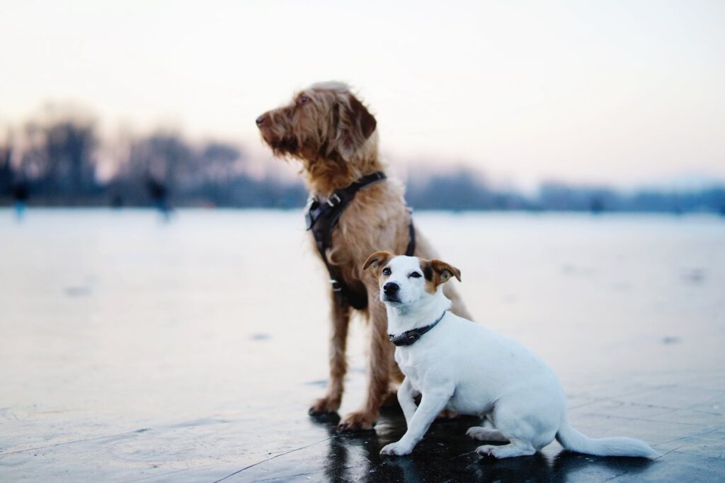 Quais são as profissões do cães.