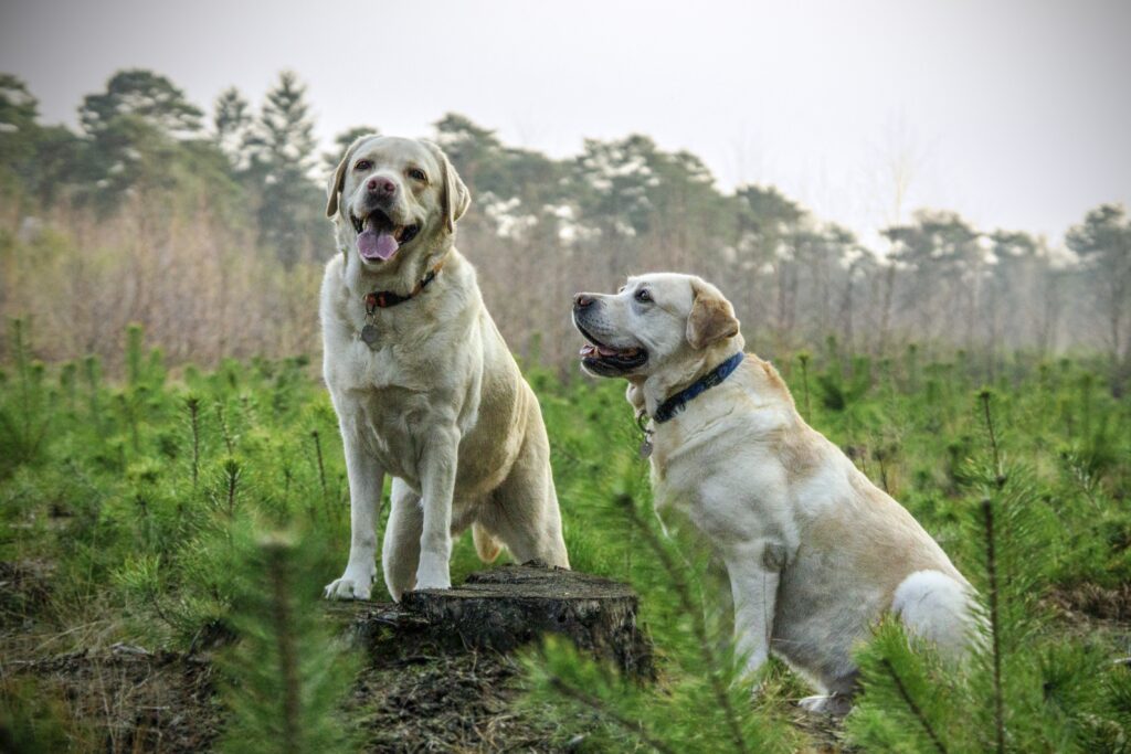Quais são as raças de cachorros brincalhões, Foto: Pexels.