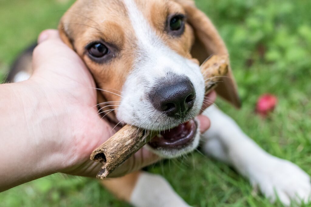 Quais são as raças de cachorros brincalhões, Foto: Pexels.