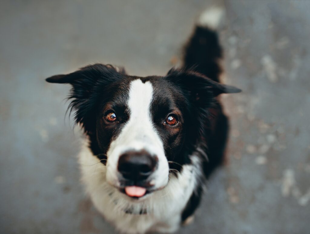 Quais são as raças de cachorros brincalhões, Foto: Pexels.