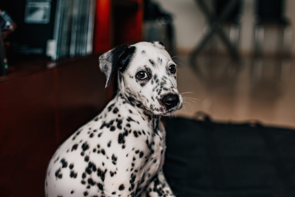 Quais são as raças de cachorros brincalhões, Foto: Pexels.