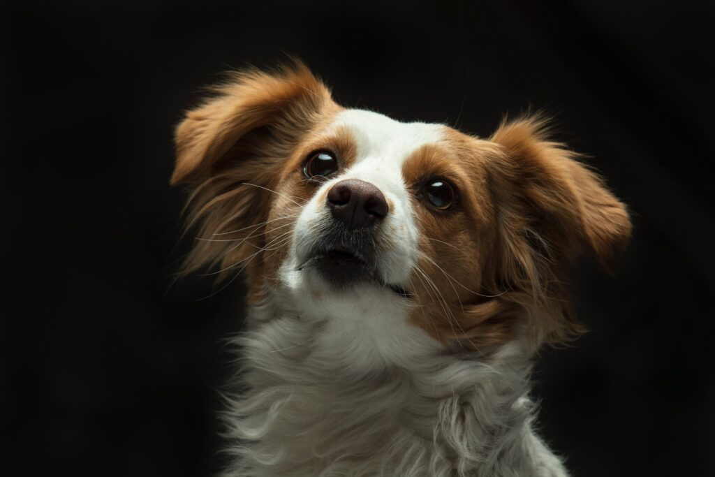 Quais são as raças de cachorros brincalhões, Foto: Pexels.