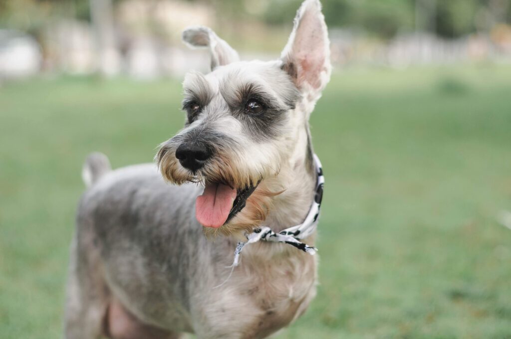 Quais são as raças de cachorros brincalhões, Foto: Pexels.