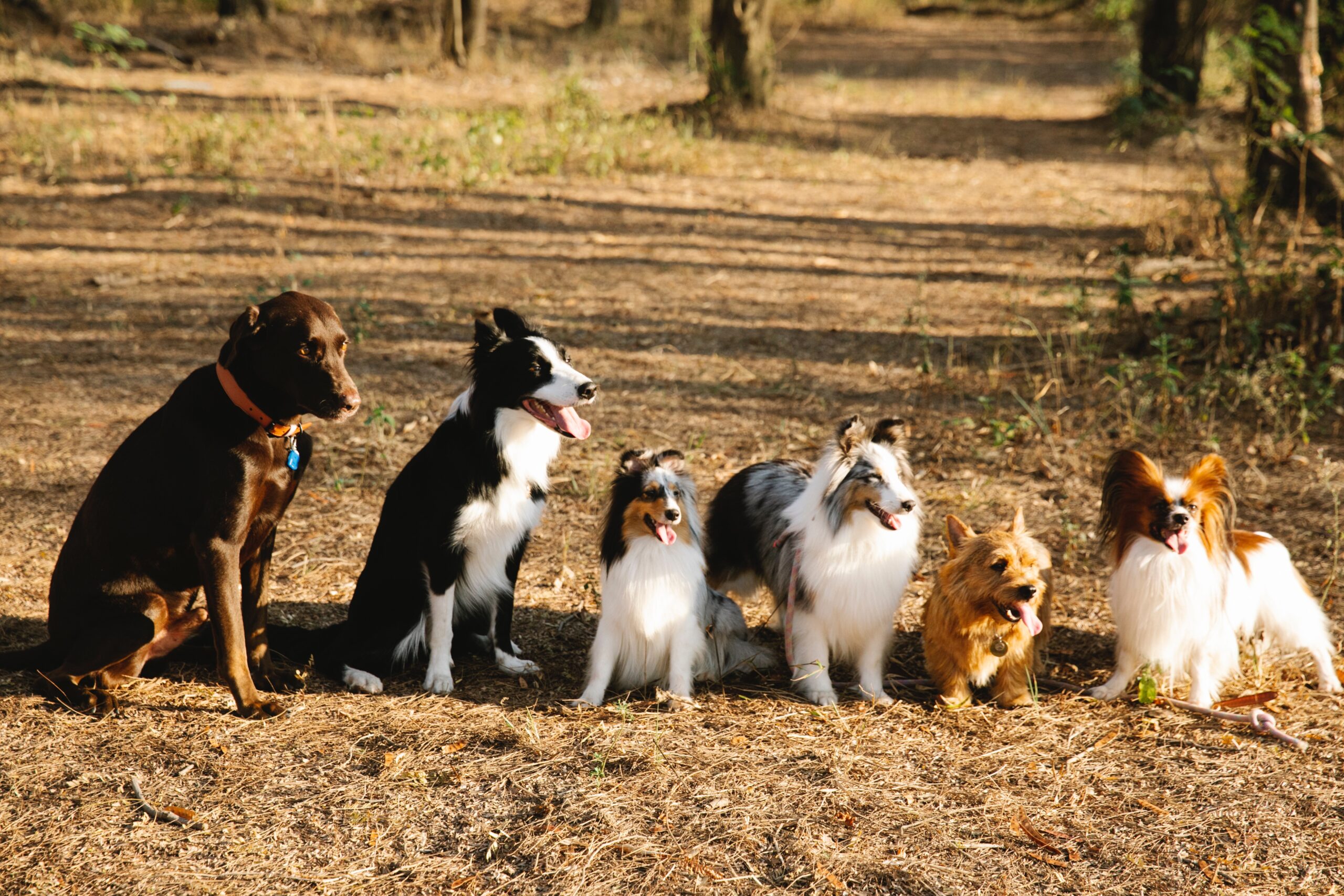 Quais são as raças de cachorros brincalhões, Foto: Pexels.