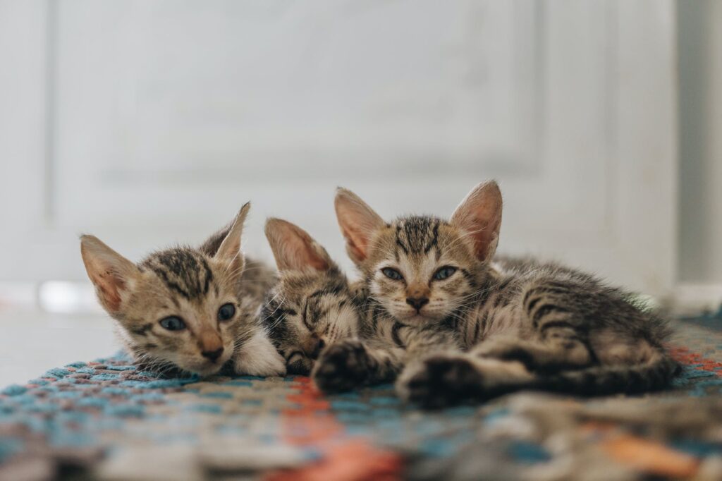 Raças raras de gatos.